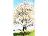 Amygdalus Communis (Almond tree).